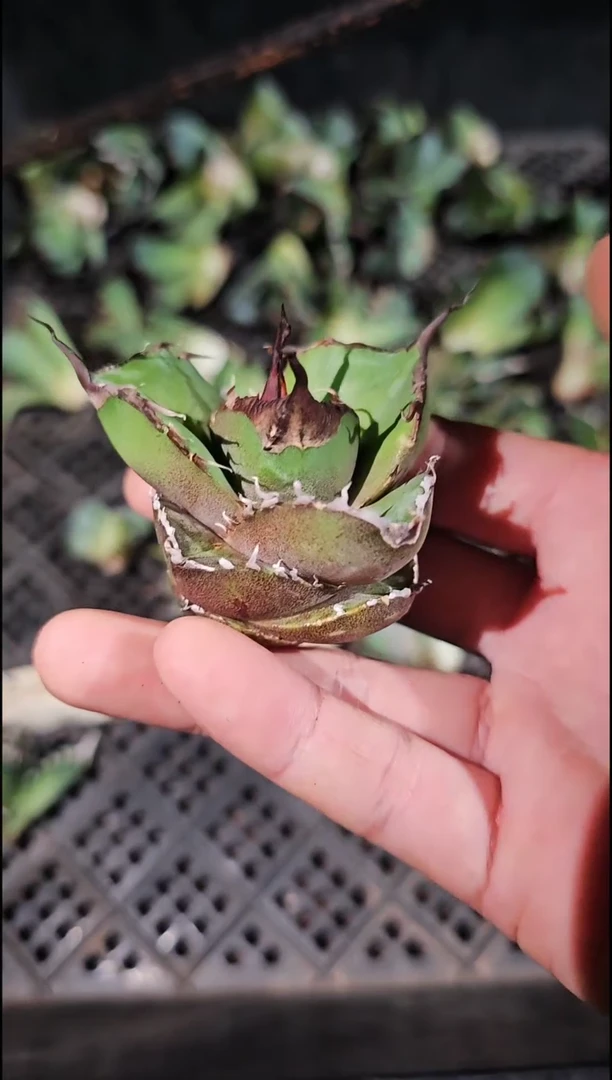 黑豹-顶芽(直播特价/基因保证/非组培)