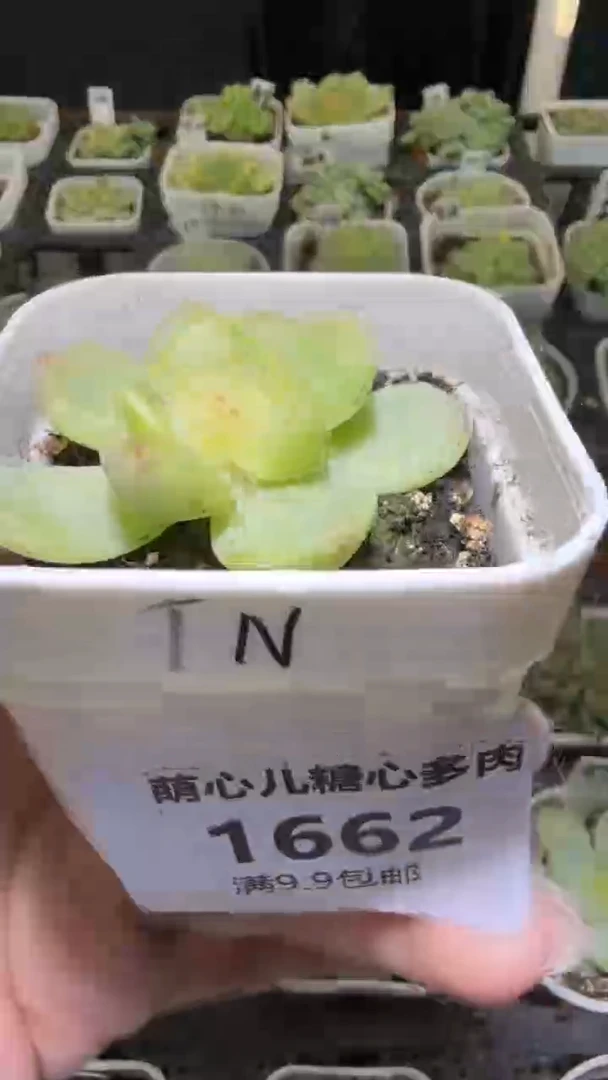 1662  TN多肉植物