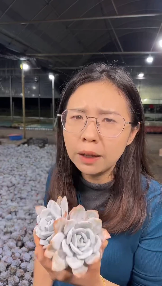双头雪莲带盆土  5