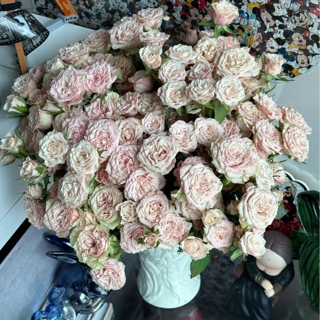 【一品花集】精选【春茶暖阳】多头玫瑰