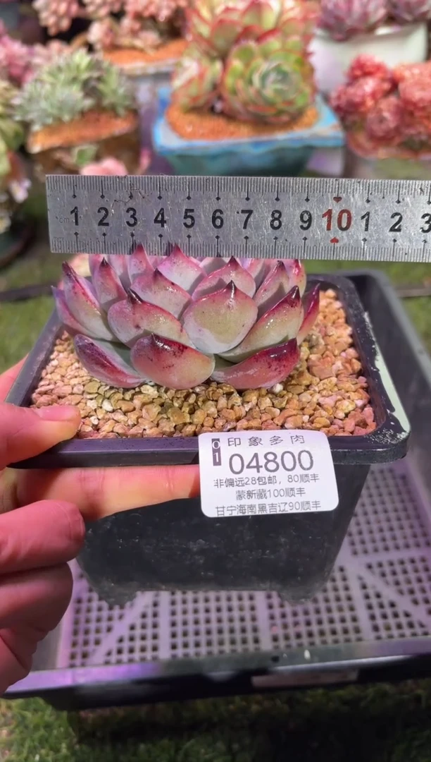 【闪购商品】04800