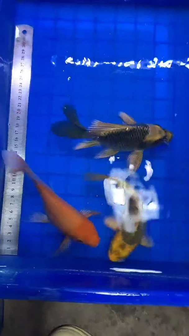 蝴蝶鲤蝴蝶鲤 直播专用链接，改价用。一物一拍。