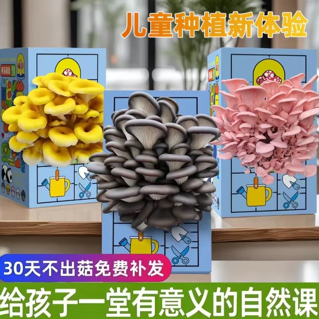 创兴蘑菇种植菌包平菇盒家庭室内种植蘑菇科学小实验儿童益智玩具