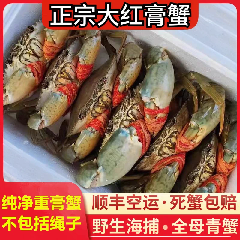 顺丰包邮【保活到家】鲜活青蟹母蟹红膏蟹满膏蟹黄膏蟹母蟹螃蟹海鲜