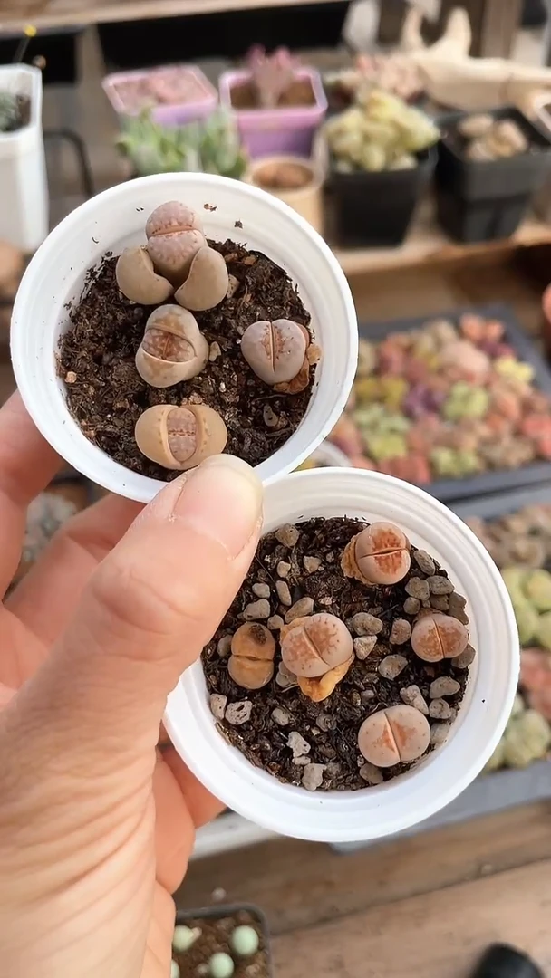 【闪购商品】9628直播一物一拍