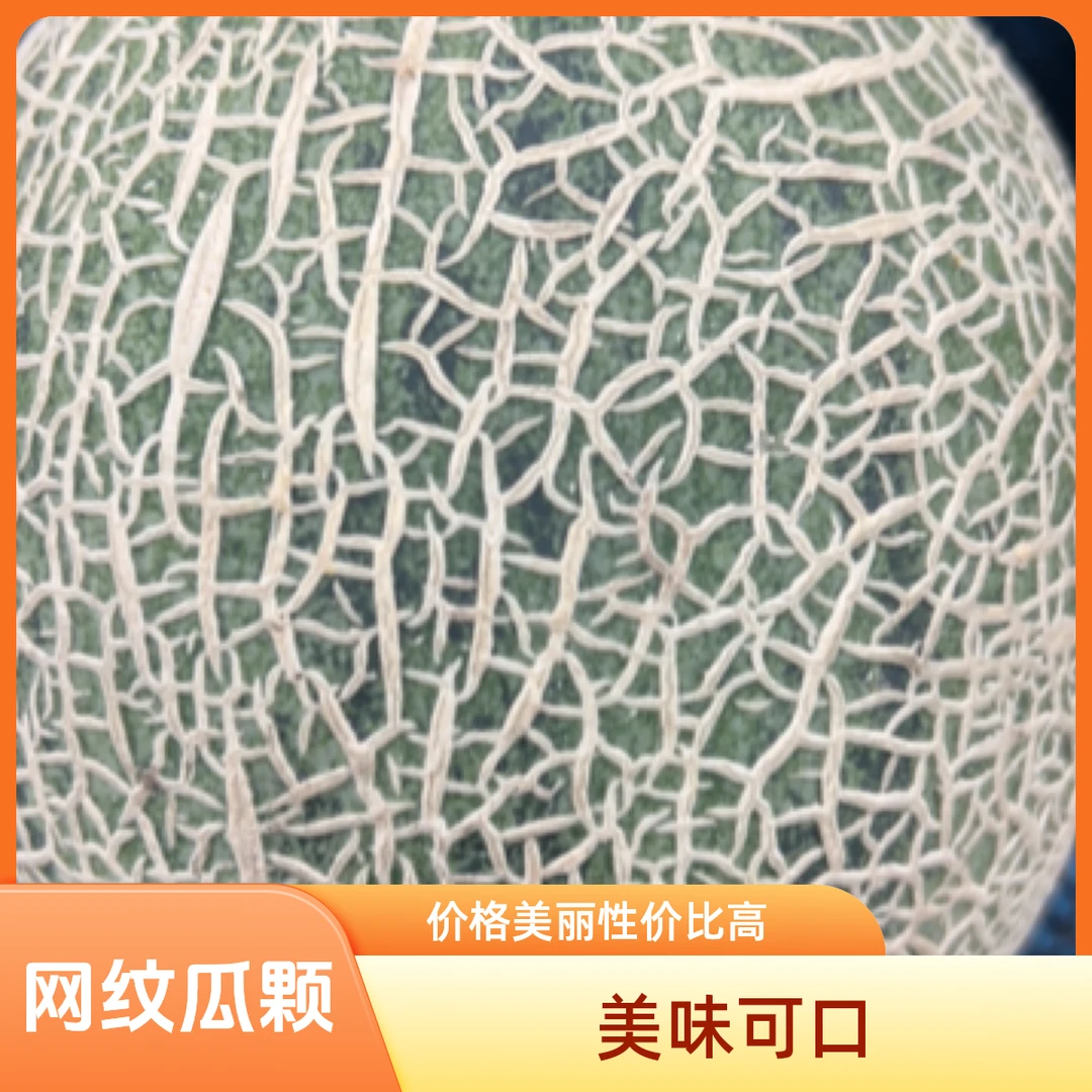 网纹哈密瓜一颗（2斤左右）