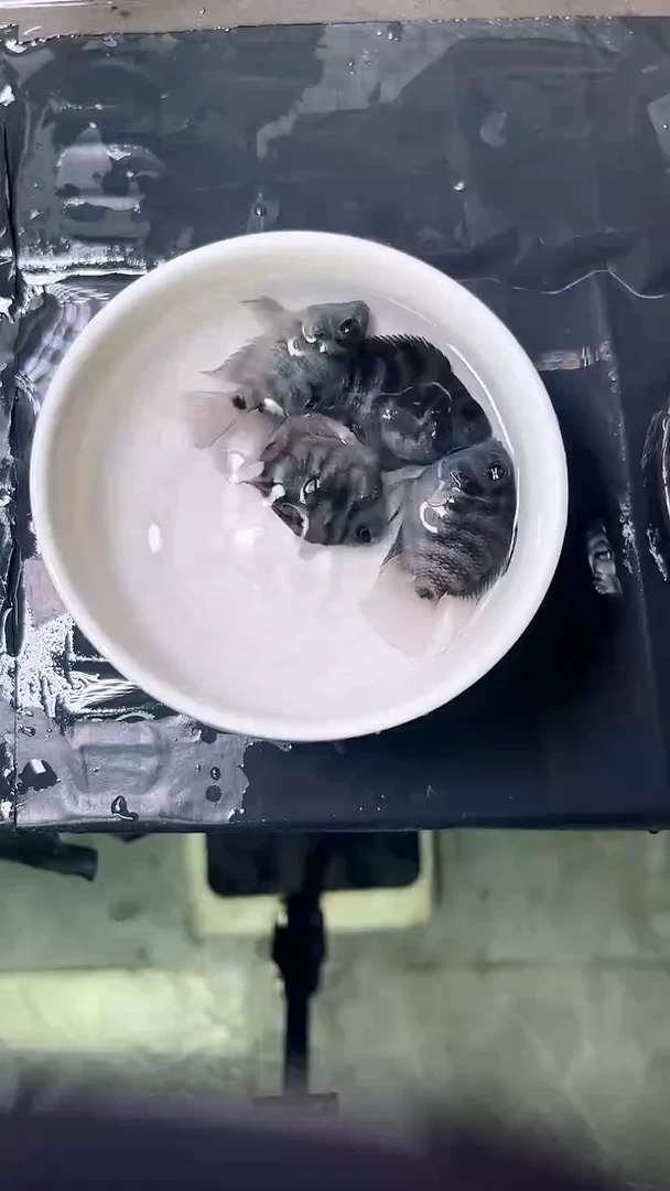 海水鱼迷你鹦鹉鱼