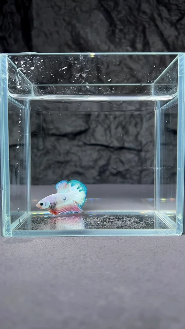 海水鱼竞拍链接S041