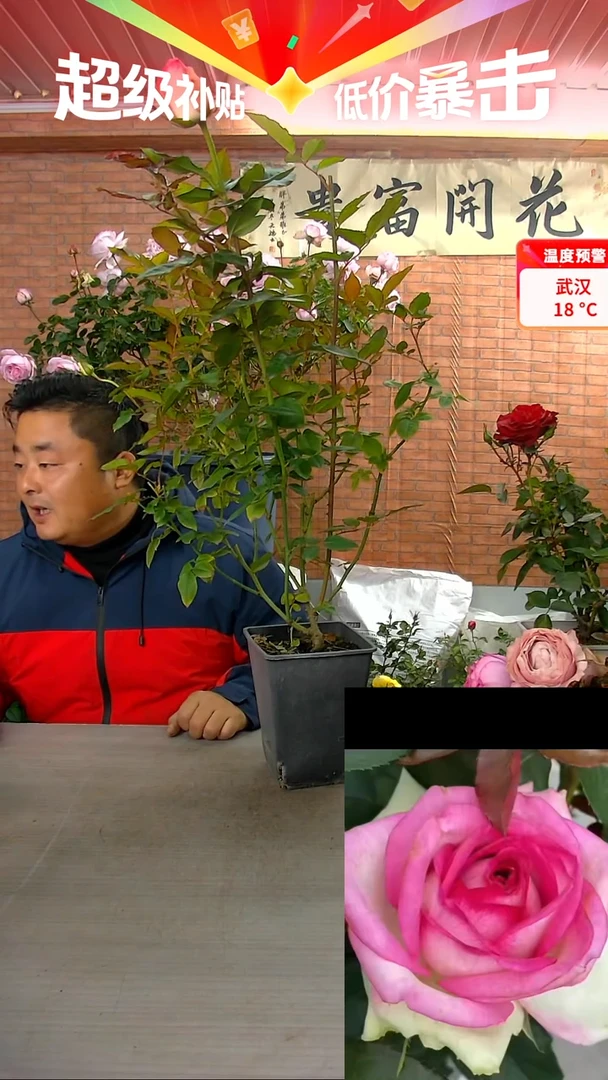 当前无花朵，栽培后可花朵妆点