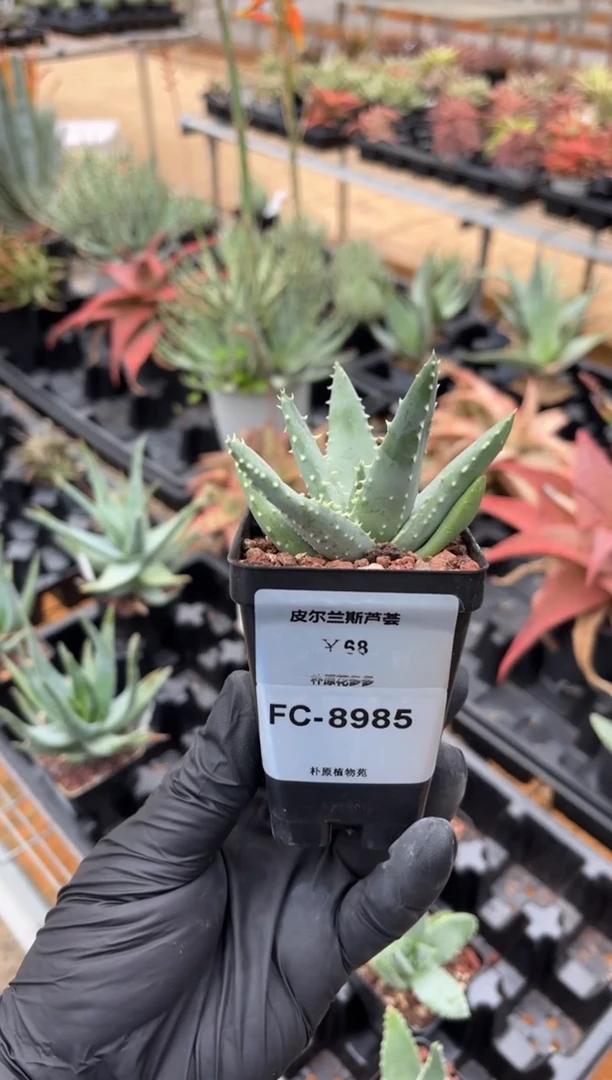 皮尔兰斯芦荟FC-8985