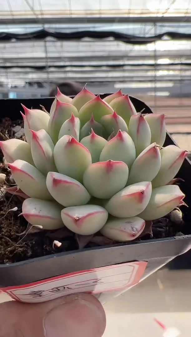 【闪购商品】童画-3