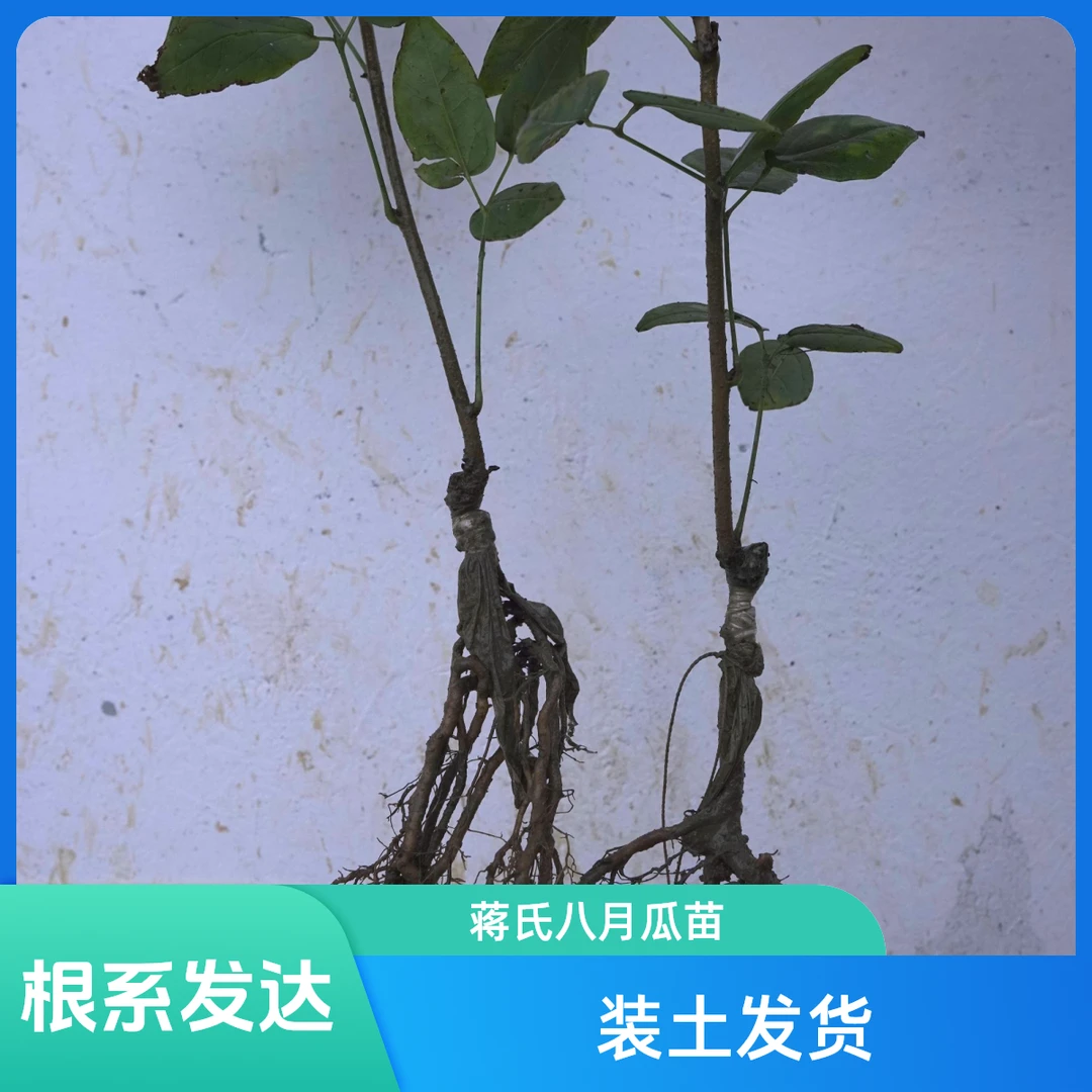 数量可选 蒋氏少籽八月瓜嫁接苗（ 售后一个月 顺丰包邮）