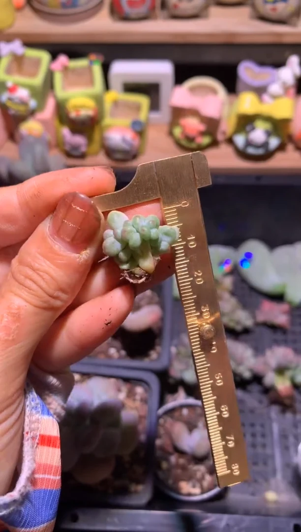 苹果奶酪缀化板子，满28包邮，不满发一个叶子到付