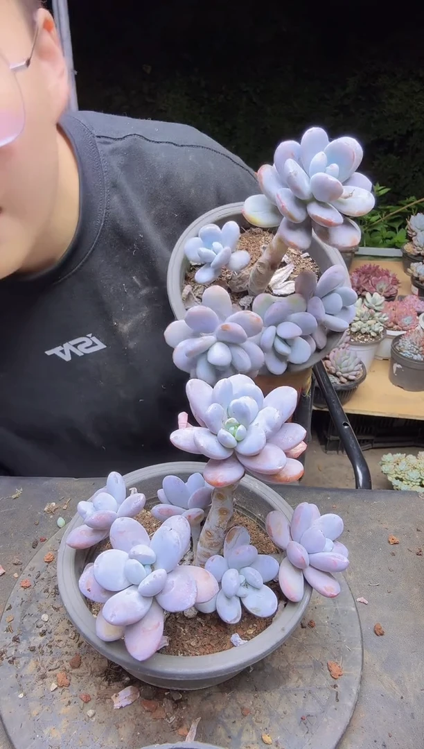 日*雪美人一物一拍