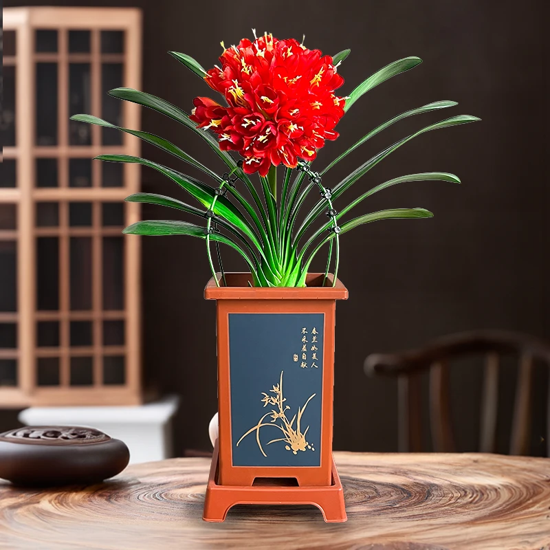 【圆头和尚 5年君子兰 精品A货带盆带土】室内高档盆栽花卉四季常青