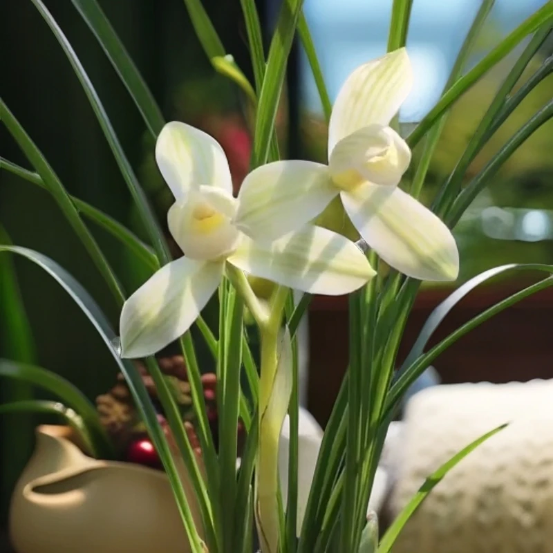 莲瓣兰永怀素带花苞浓香兰花苗客厅阳台绿植花卉盆栽植物好养
