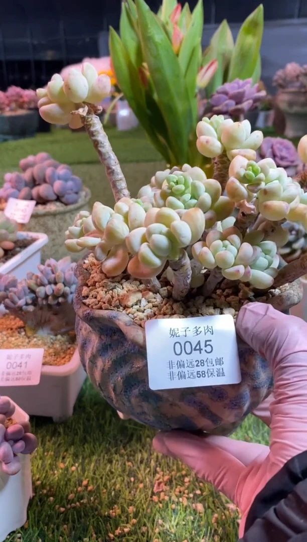 【闪购商品】0045a