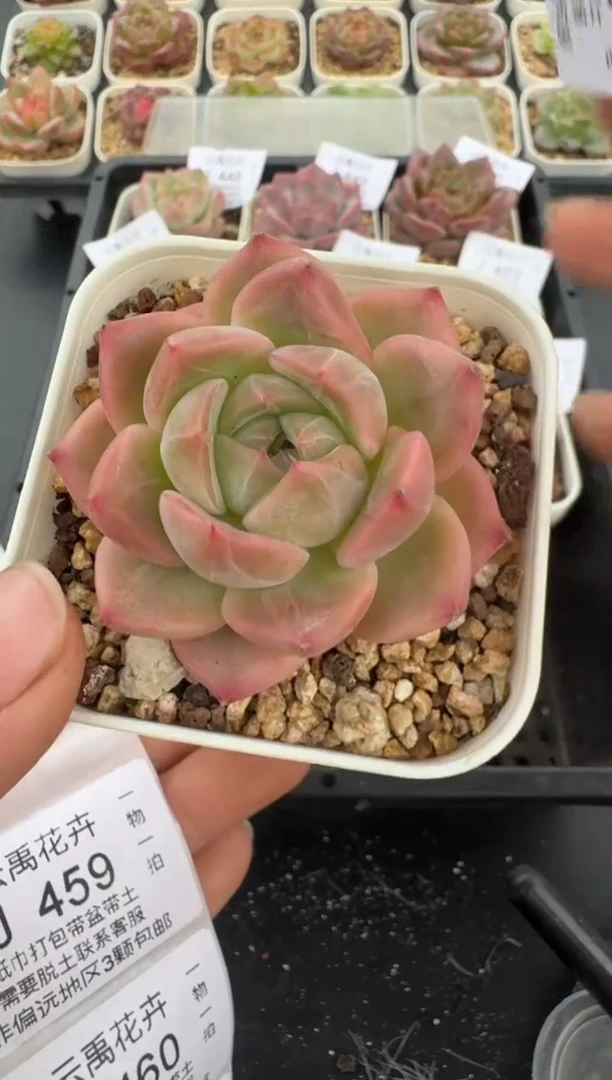 458J云禹多肉植物 带盆土纸巾打包 当天拍3颗包邮