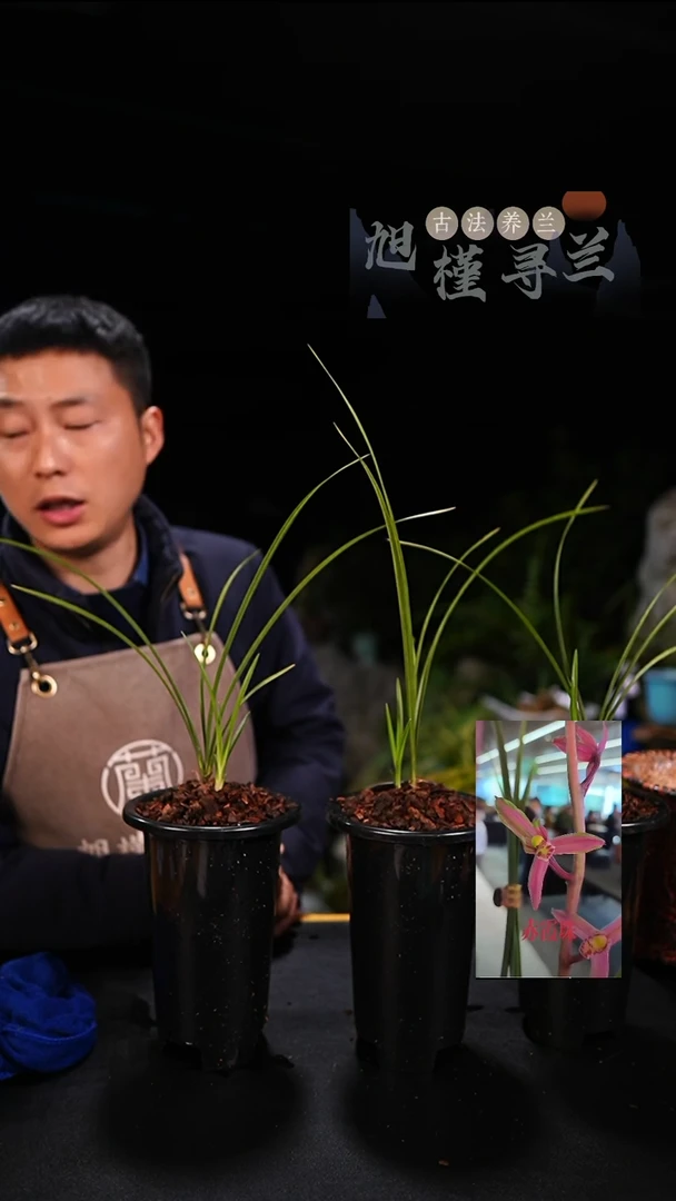 当前无花栽培后可以开花用****8蕙兰赤霞朱龙头苗带芽2分一默认寄
