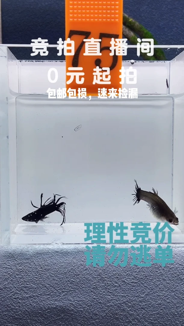 孔雀鱼毒液墨蓝冠尾一对编号75
