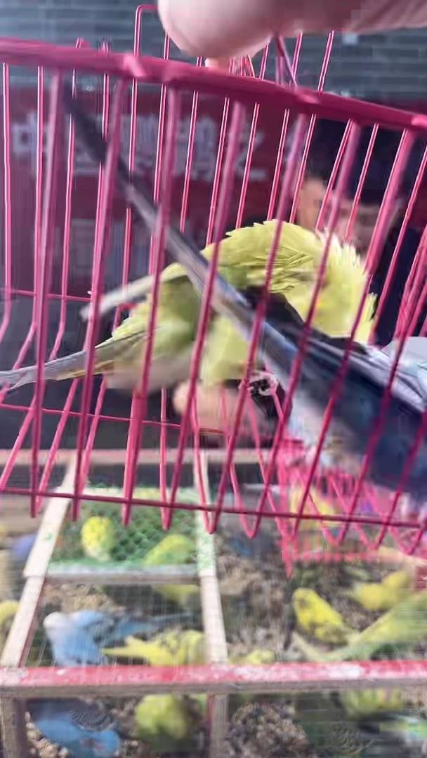 虎皮鹦鹉虎皮鹦鹉