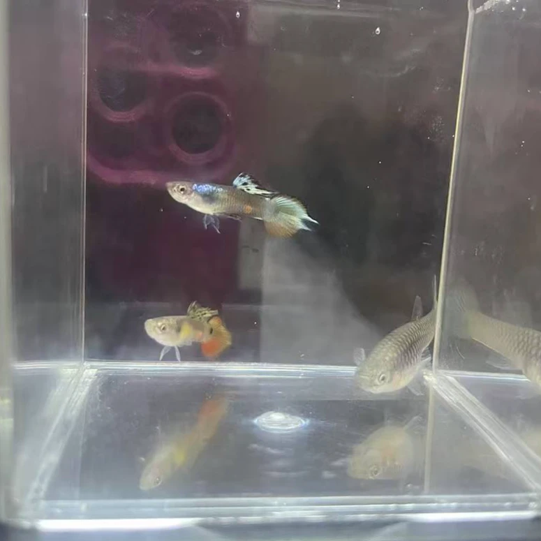 精品矛尾精灵孔雀鱼-以直播间为准（签收两小时内无视频不报损）