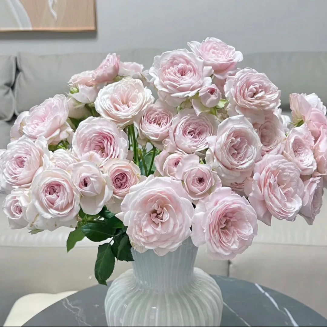 【仙子之吻】多头泡泡玫瑰一束