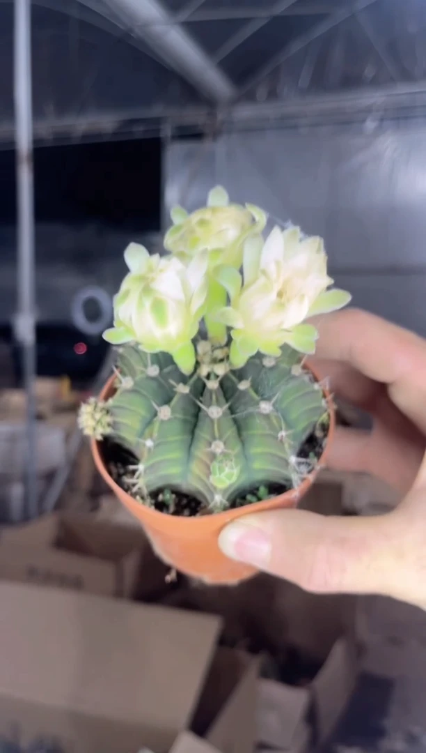 2颗 肋骨牡丹【带花苞】6-8cm