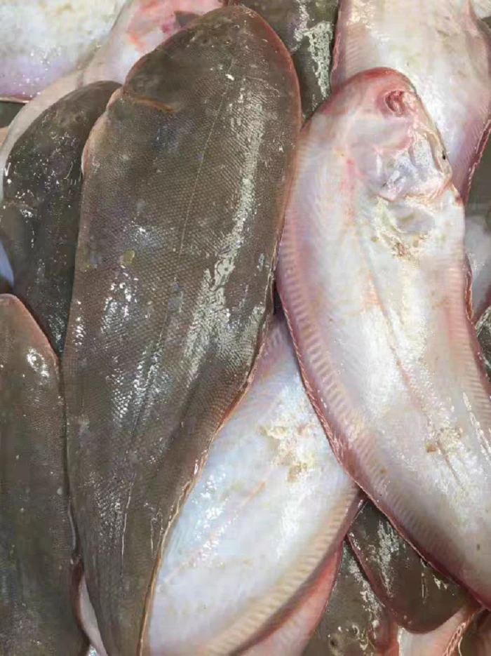 《本地野生细鳞比目鱼》个大 肉厚 鲜度好 红烧糖醋 5斤装 天津发货