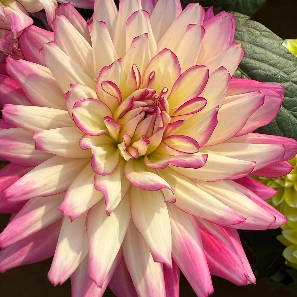 大丽花冰粉盆栽地栽多年生原土原盆