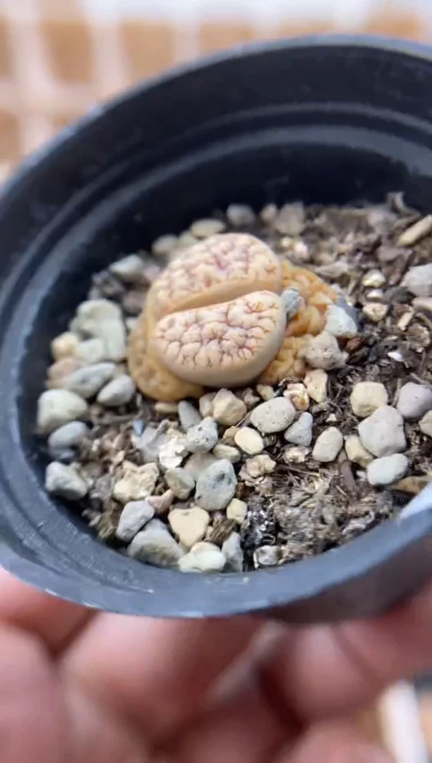 【闪购商品】8330直播一物一拍