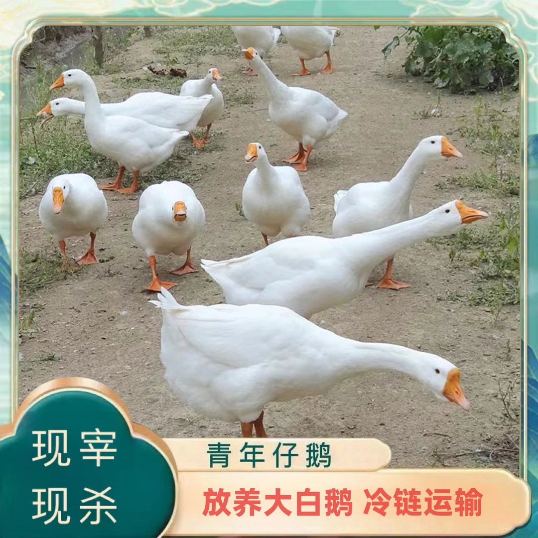 【山里人】农家放养大白鹅 青年鹅 2只净重10斤 现宰现杀