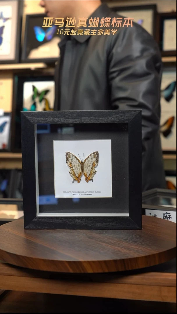 网丝蛱蝶6寸方框