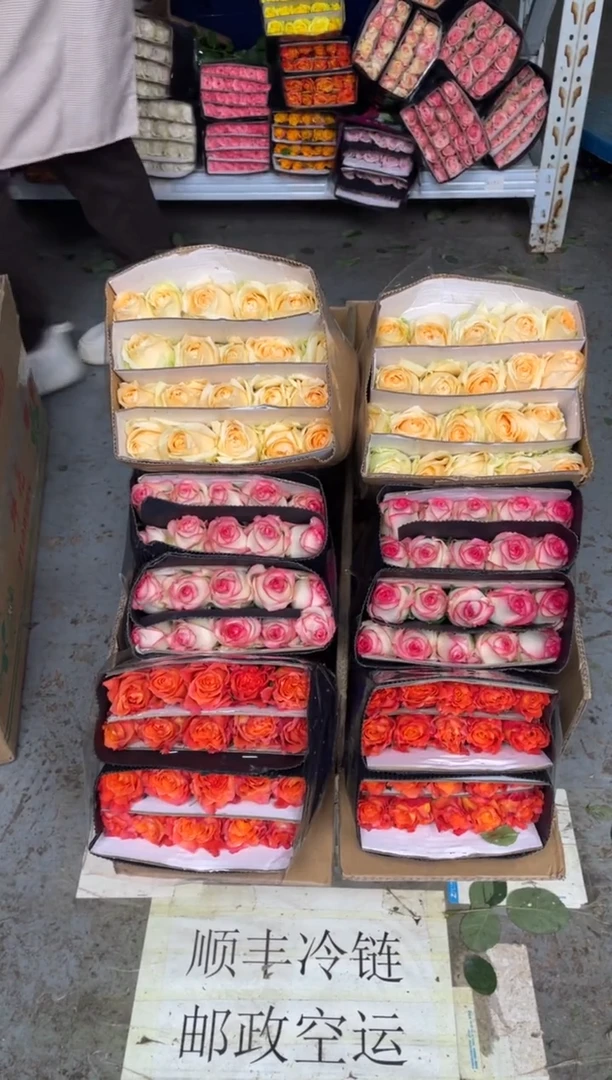 火灵鸟20枝+香槟20枝+艾沙20枝