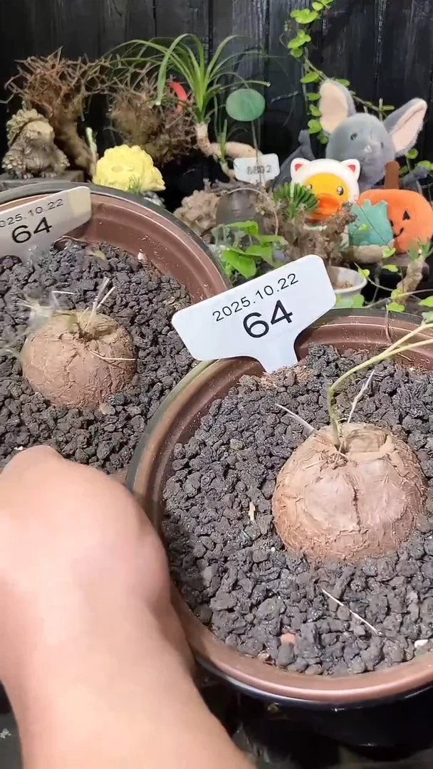 64号1022福利特价南非龟甲龙套餐