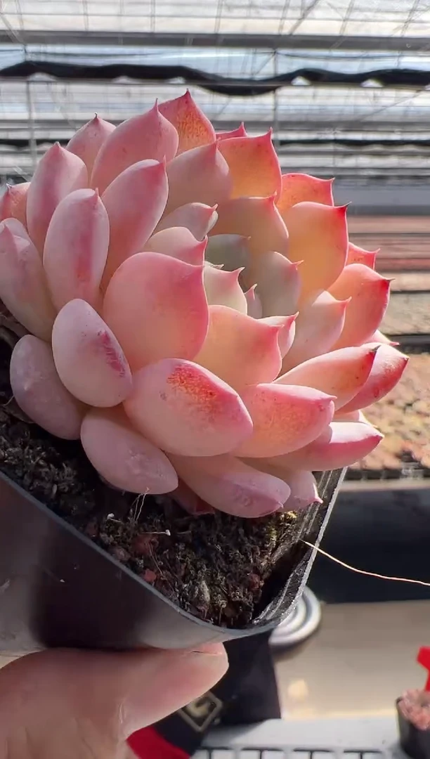 【闪购商品】东云新-39