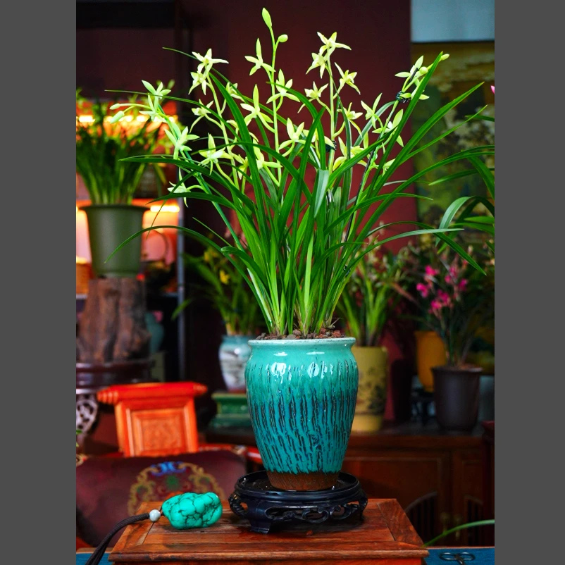建兰铭品[漓江素心]玉芙蓉带多花苞兰花陶瓷盆种好室内盆景盆栽