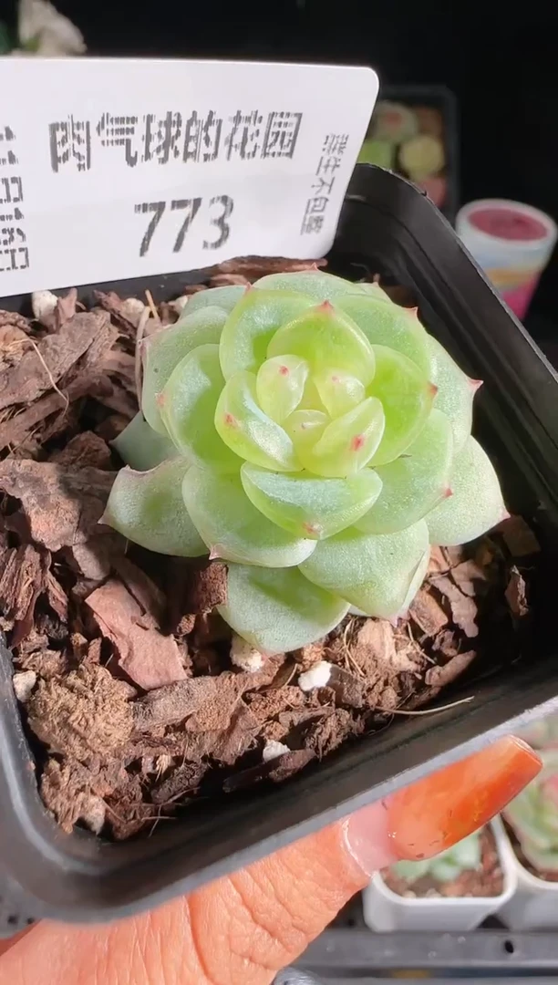 1116-773灵雨群生不包整