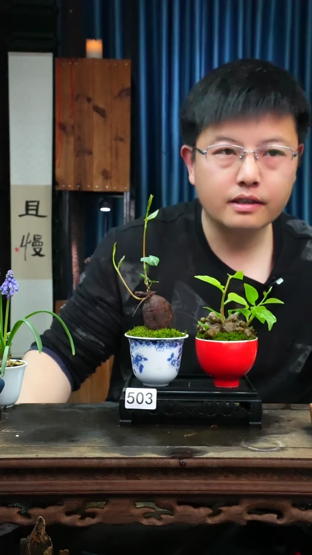 【闪购商品】苔藓微景观503号