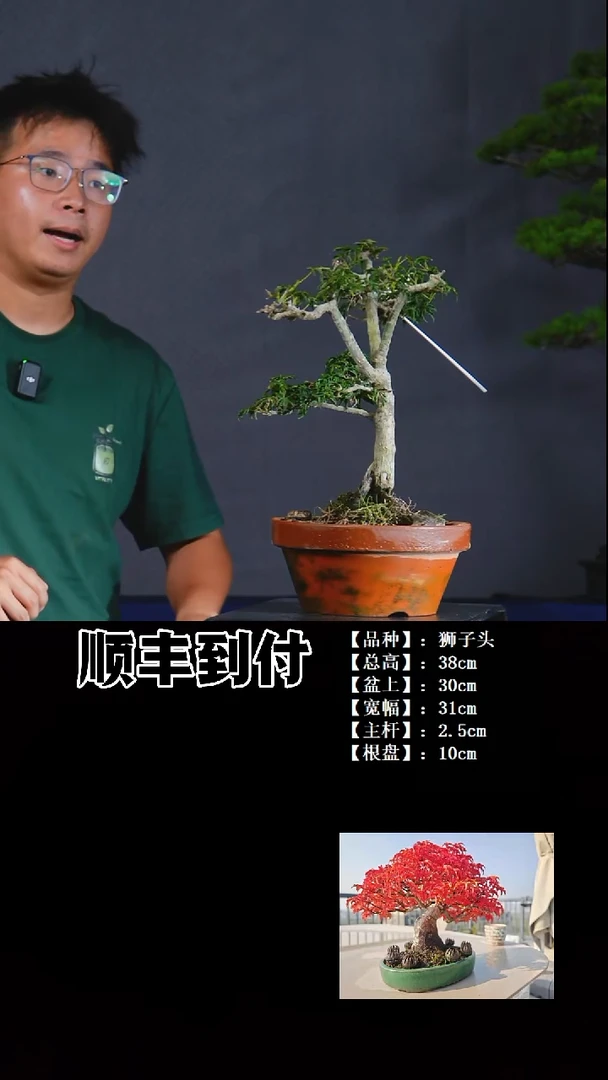 无花朵狮子头...............