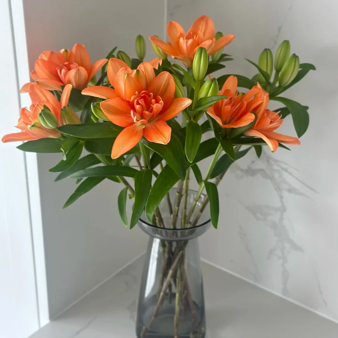 【红双喜】橙色重瓣无香亚百合  云南鲜花基地直发  顺丰包邮