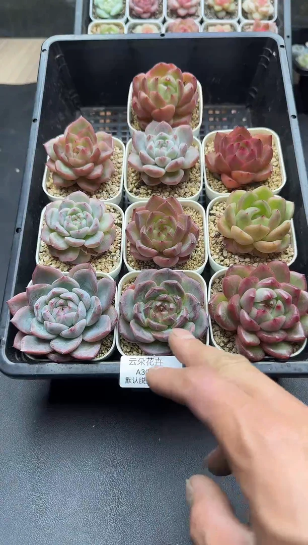 珍妮杂交多肉A309