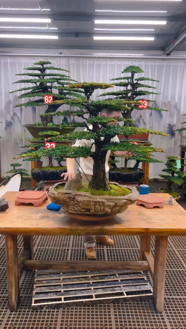 无花朵等****魂精品盆景直播间一物一拍