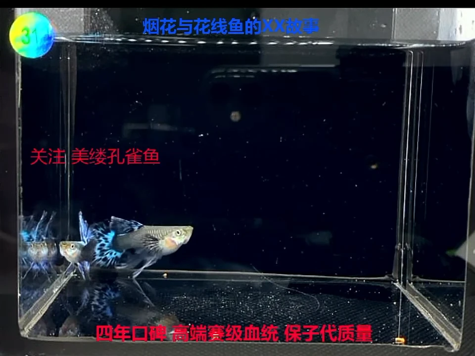 孔雀鱼青花瓷大背半月绣球种鱼体验一对