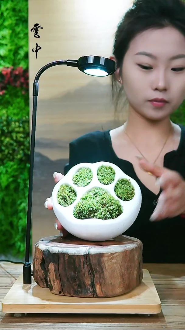 【闪购商品】孤品猫爪微景观