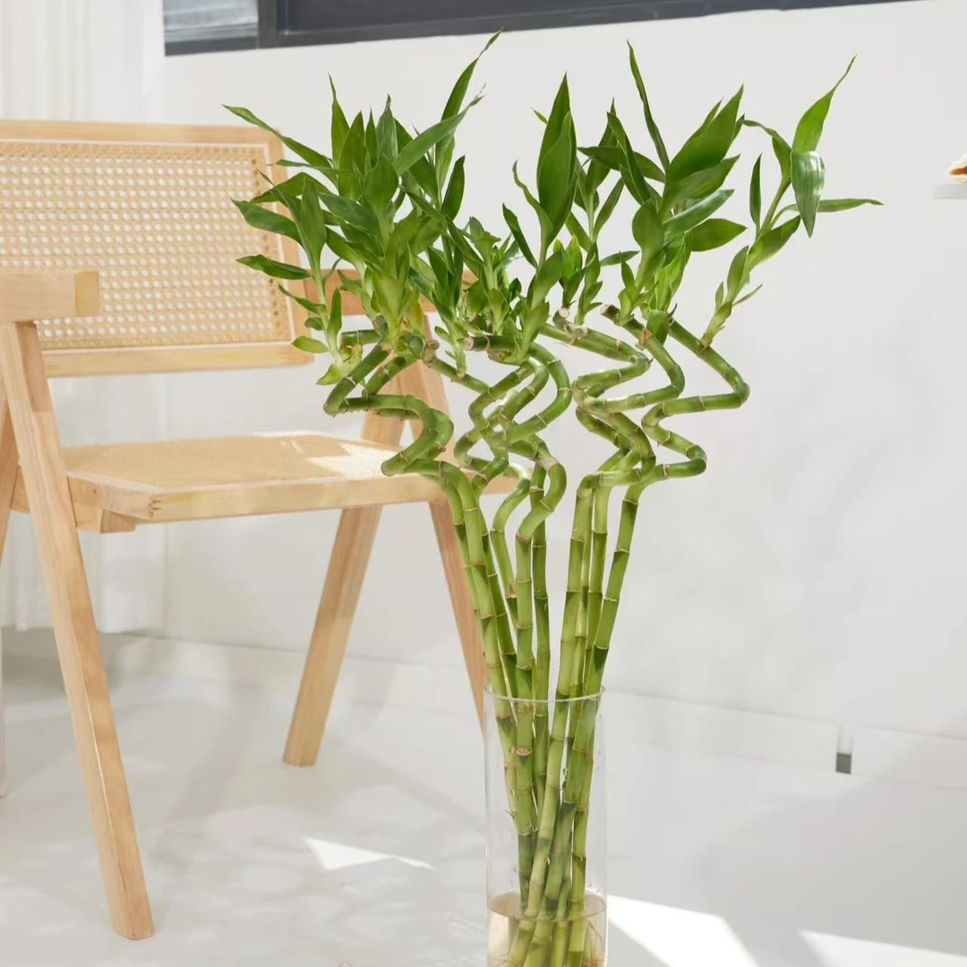 家居鲜花转运竹70cm十支装