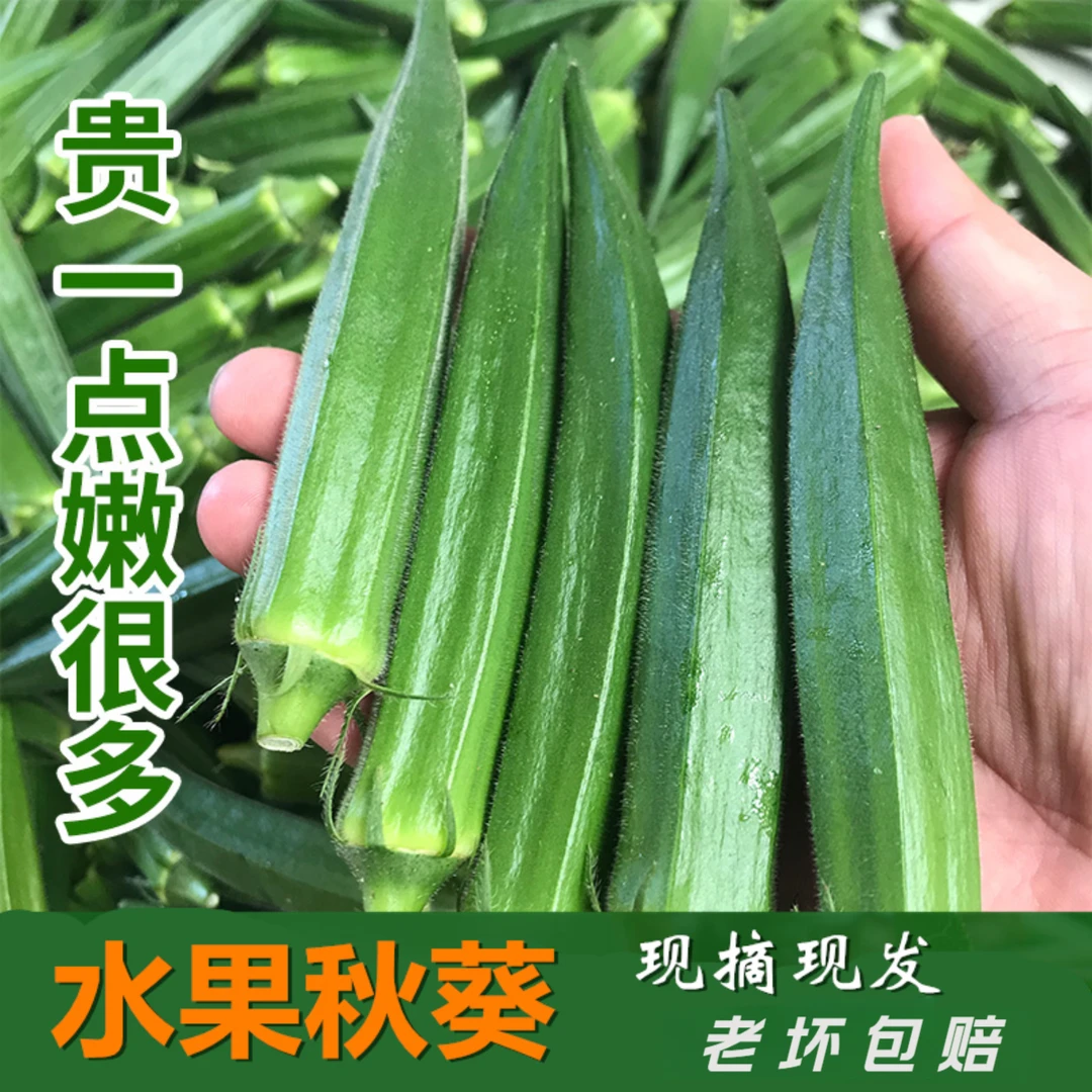福建新鲜秋葵水果鲜嫩黄秋葵应季蔬菜脆嫩2-4斤现摘顺丰包邮
