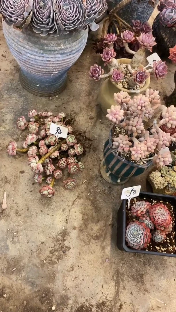 92号香草￥36