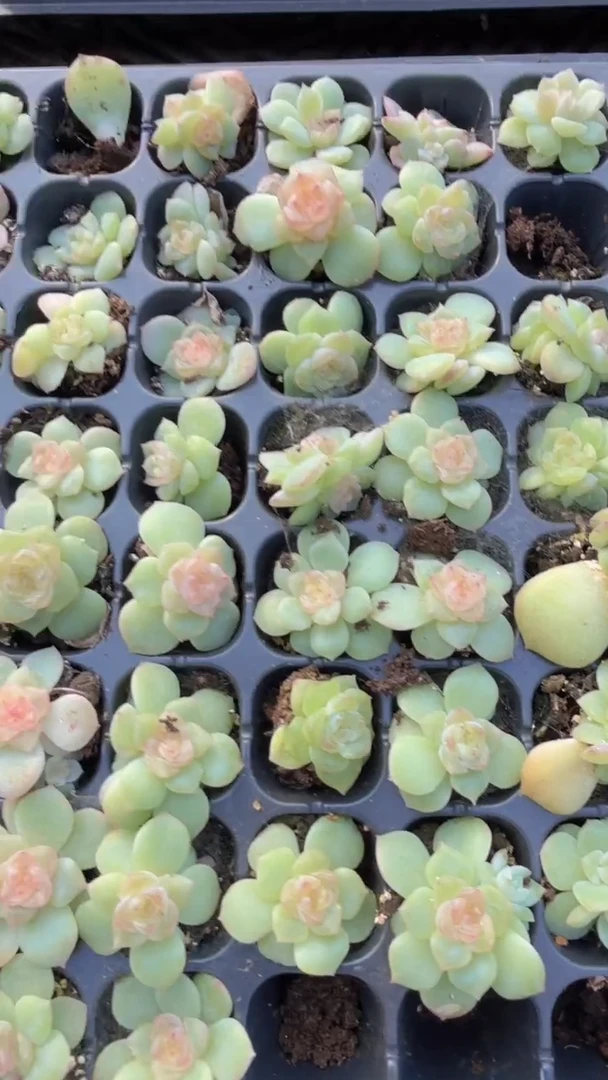 谪仙 量拍混发 满9.9包邮