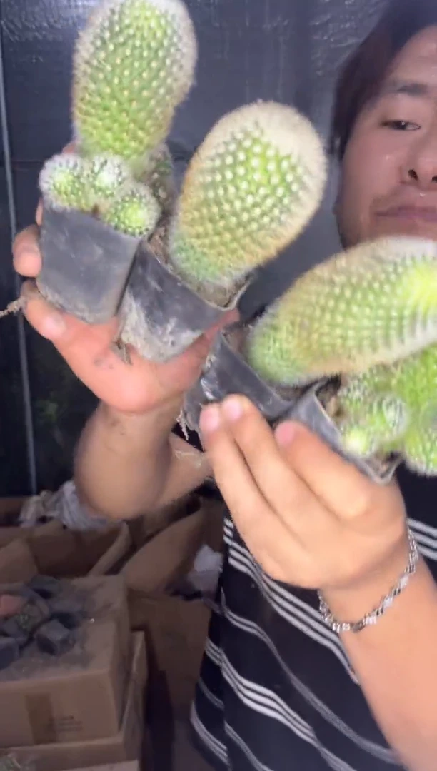 4颗 白刺 猩猩丸【带根】